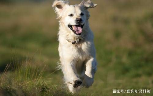 宠物肚子疼，原因揭秘！