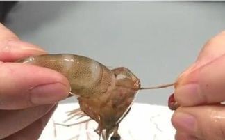 “宠物肚里蛔虫，一招轻松除！”