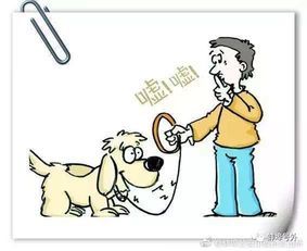 宠物肚胀便秘,及时就医保健康