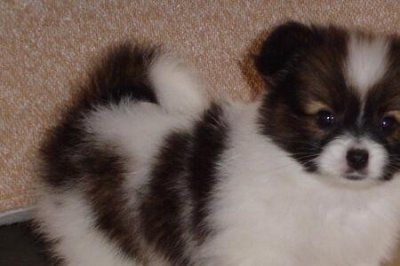​蝴蝶犬幼犬每天的进食量