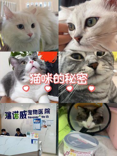 猫猫是生活的治愈良药