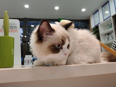 店里猫咪超治愈