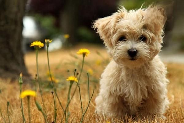 拉布拉多犬介绍 全面讲解