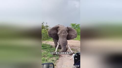 非洲象与亚洲象有啥不一样
