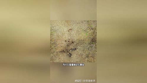 蜜獾为什么叫平头哥？