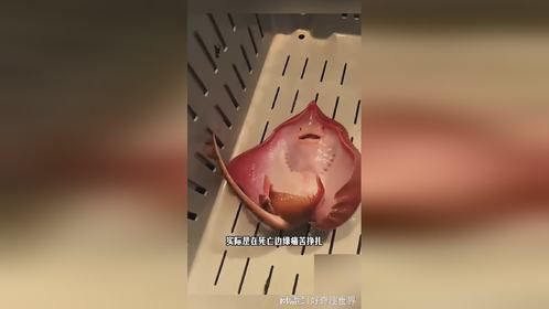 鳐鱼是魔鬼鱼吗？