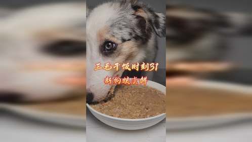 三毛干饭时刻31