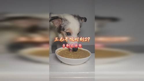 三毛干饭时刻29