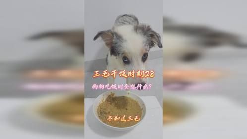 三毛干饭时刻28