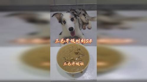 三毛干饭时刻24