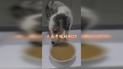 三毛干饭时刻23