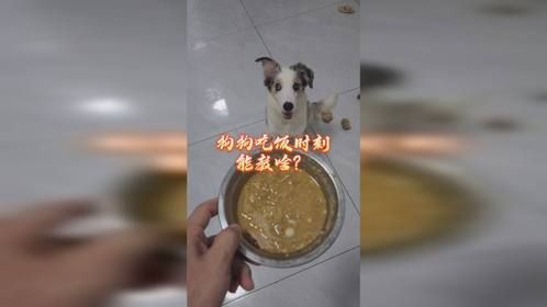 狗狗吃饭能教啥