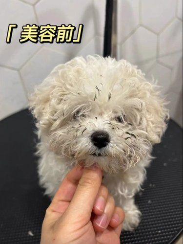 狗狗脏了先别扔，送到宝仔屋试一下
