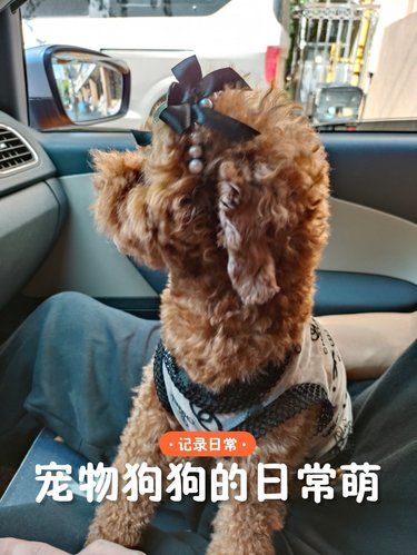 我家萌宠的新造型