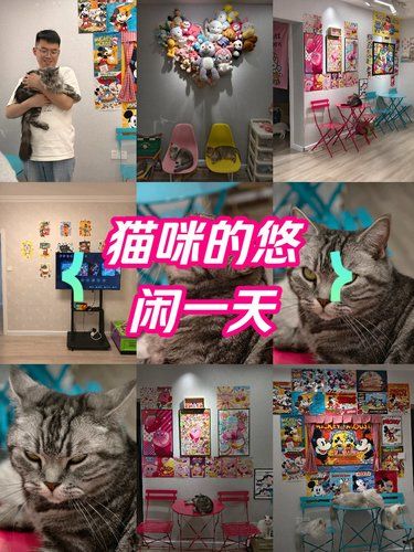 动漫迷与猫奴的双重天堂——猫猫巴士