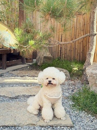 和毛孩子的周末时光