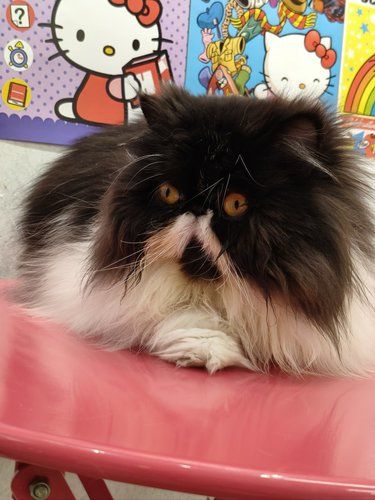 店里猫咪超治愈