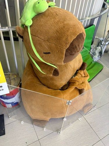 卡皮巴拉