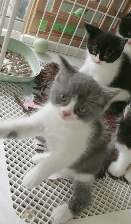 家养猫咪找领养