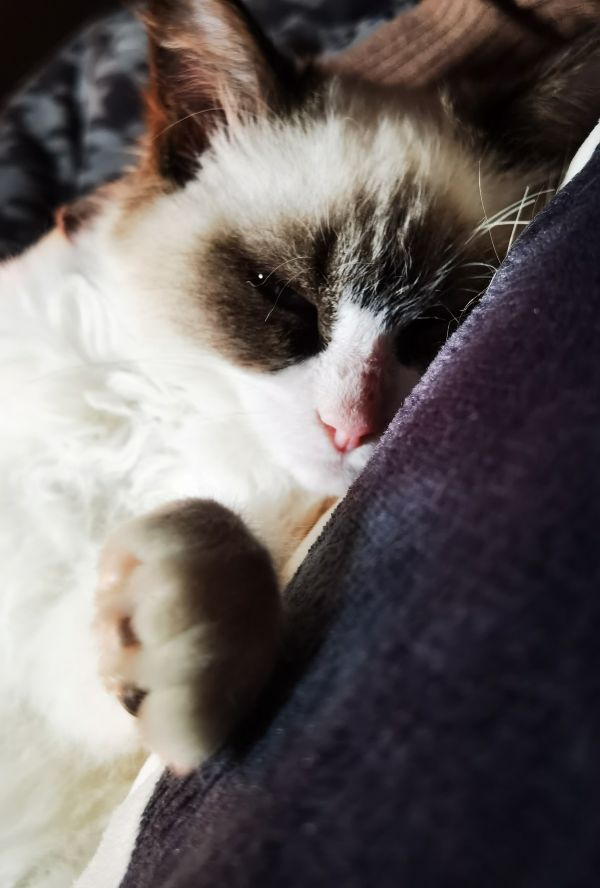 寻猫，脖子上有项圈，小布 上面有我的联系