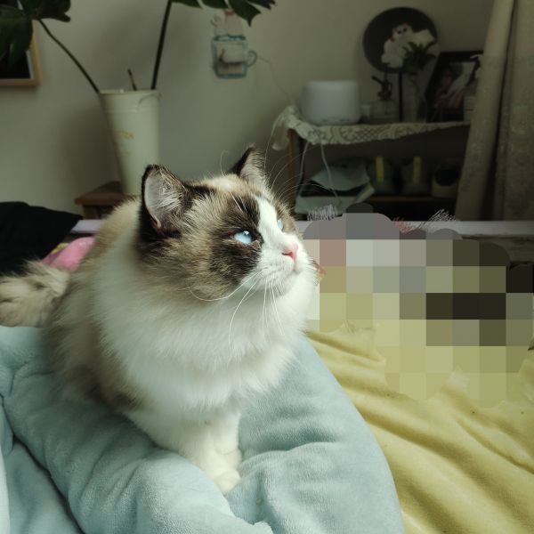 海双布偶妹妹转让