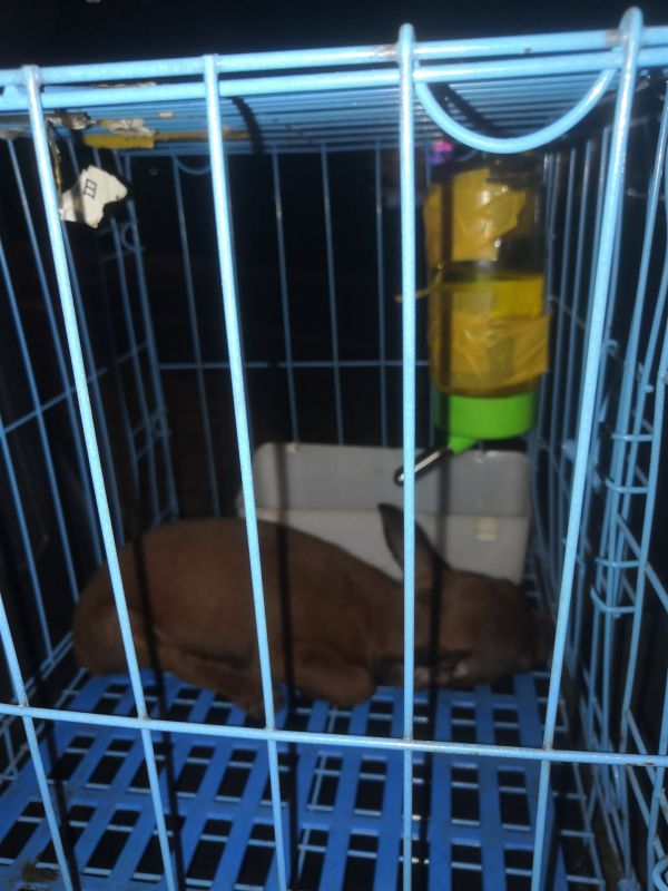 出让小鹿犬