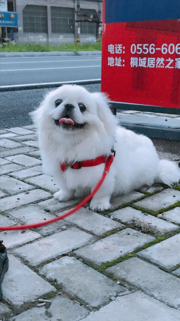 纯种京巴犬