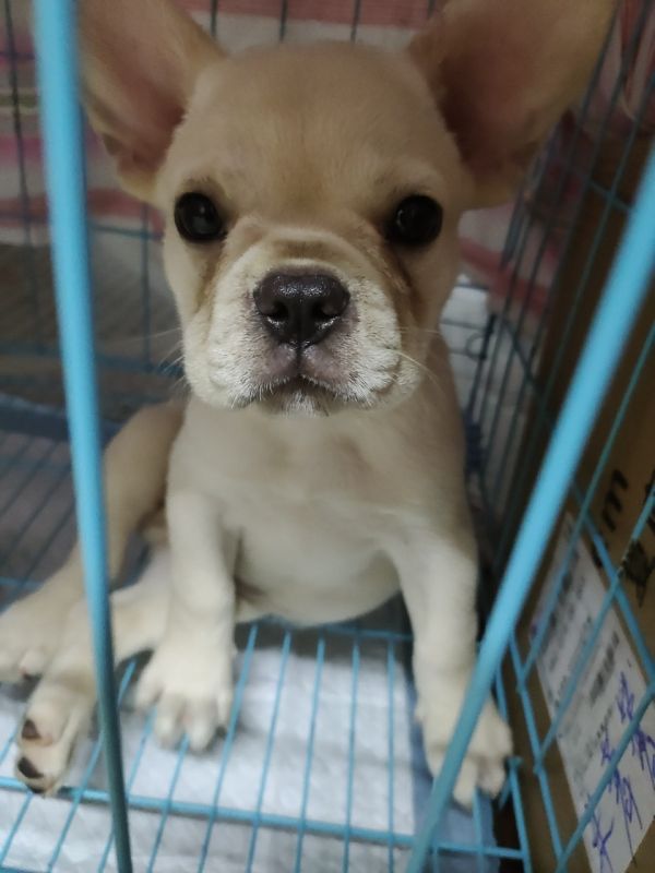 快三个月的法斗 想要的联系