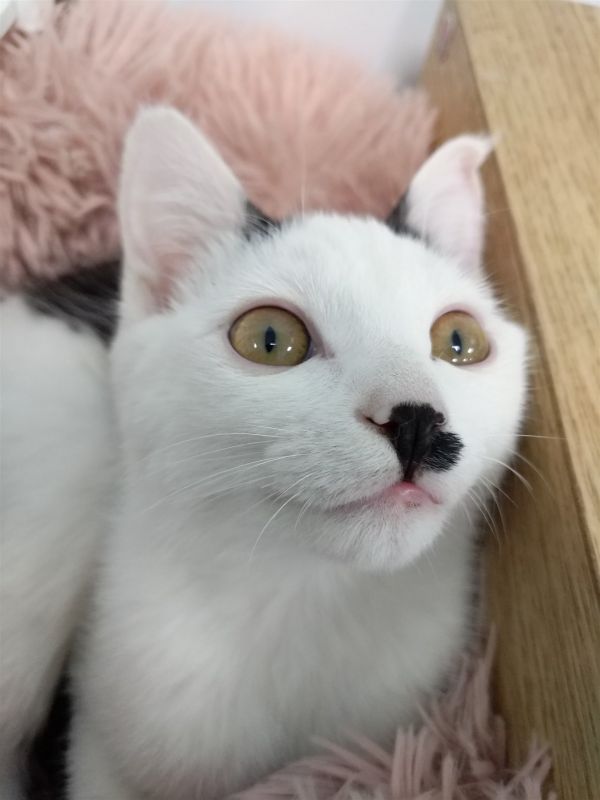 丢了一星期了 想再领养2只