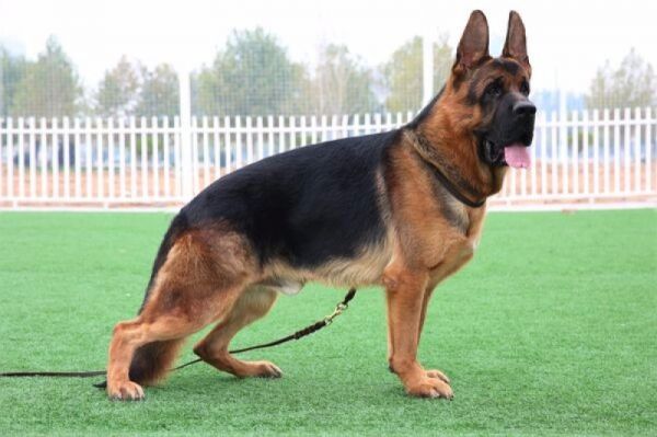 纯种德国牧羊犬幼犬弓背犬平背犬狼狗军犬警犬黑背犬宠物狗狗