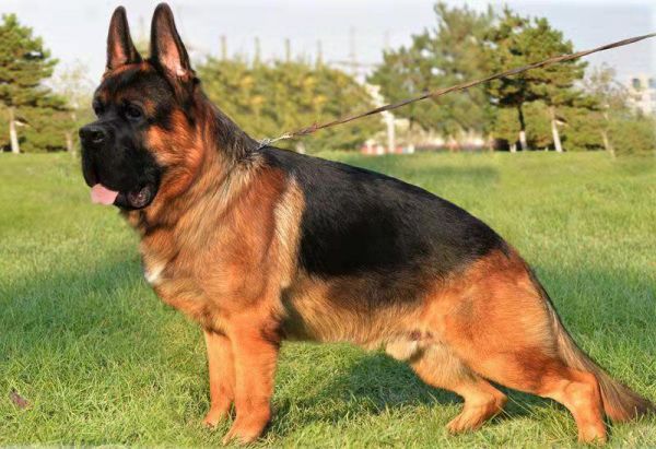 纯种德国牧羊犬幼犬弓背犬平背犬狼狗军犬警犬黑背犬宠物狗狗