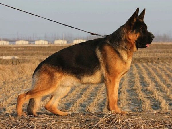 纯种德国牧羊犬幼犬弓背犬平背犬狼狗军犬警犬黑背犬宠物狗狗