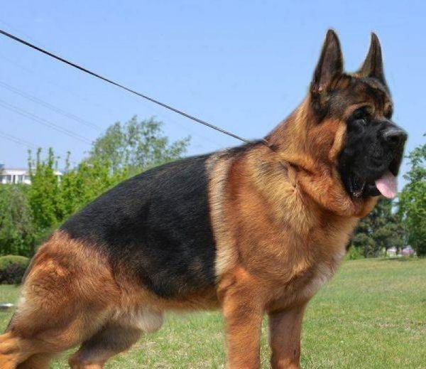 纯种德国牧羊犬幼犬弓背犬平背犬狼狗军犬警犬黑背犬宠物狗狗
