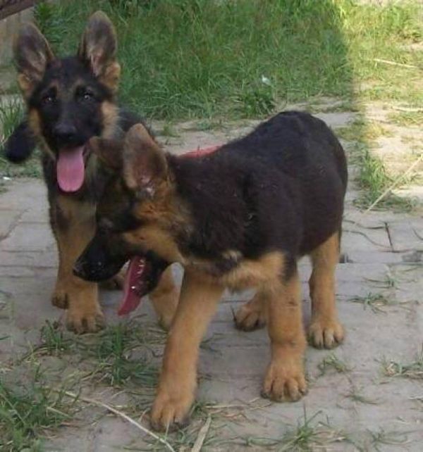 纯种德国牧羊犬幼犬弓背犬平背犬狼狗军犬警犬黑背犬宠物狗狗