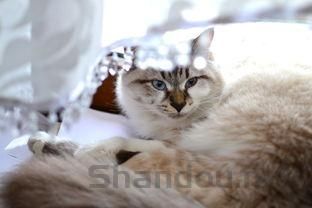 小猪多少钱一只幼崽，小猪多少钱一只幼崽啊