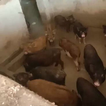 抵抗了强好喂养瘦肉率高