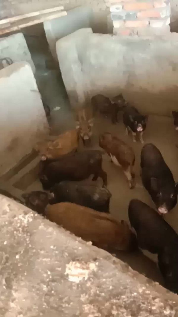 抵抗了强好喂养瘦肉率高