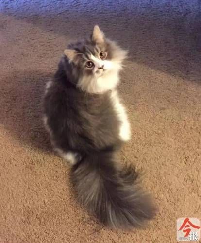 猫咪在宠物店洗澡需要多长时间?