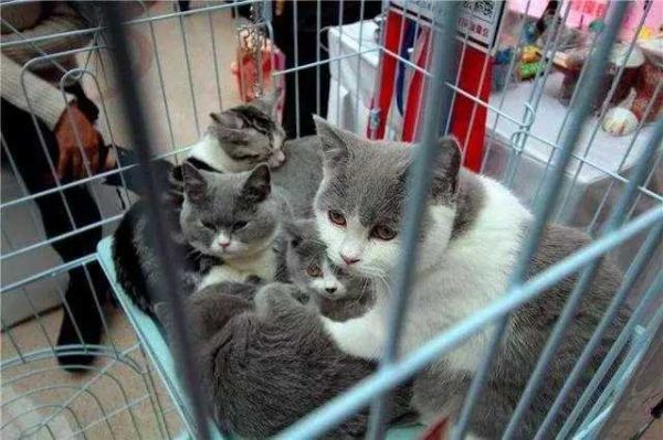 猫咪在宠物店洗澡需要多长时间?