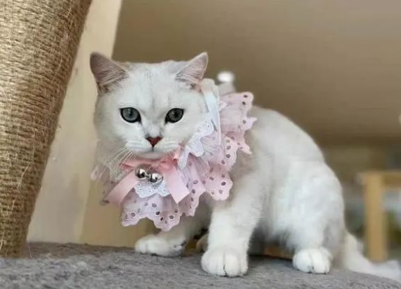 宠物店给猫咪洗澡包括哪些