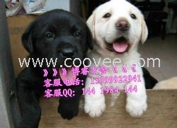 从哪里买狗便宜