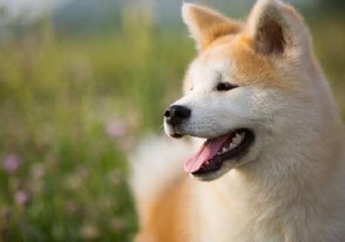 宠物取名算命_宠物公司名字大全参考_生辰八字取名宠物