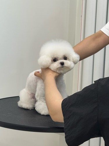 又变漂亮啦