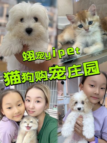 带娃撸狗｜一眼沦陷西高地的宝藏宠物店
