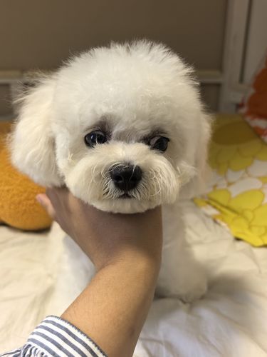超nice的宠物美容店