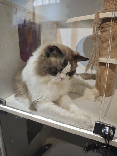 在房山奥莱附近撸猫 店里猫咪用品很多