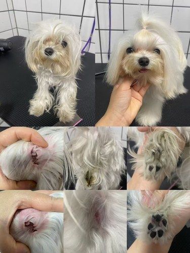 观沙岭这家店狗狗洗护店绝了