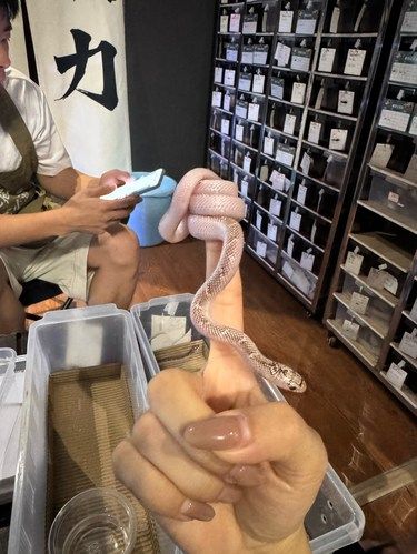 长沙这里有超可爱的小蛇