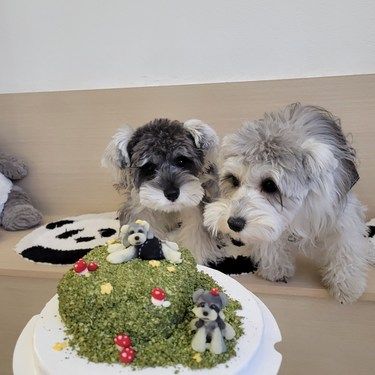 狗狗过生日也要吃蛋糕