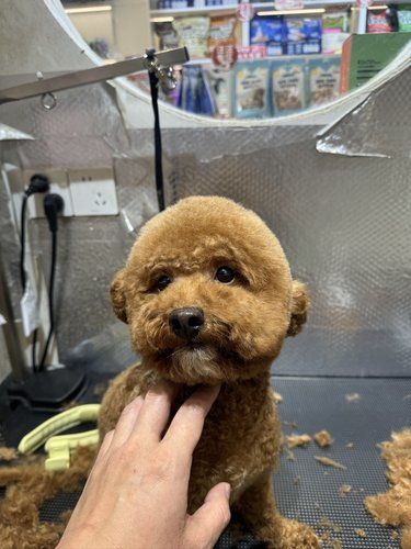 推荐一家宠物用品店